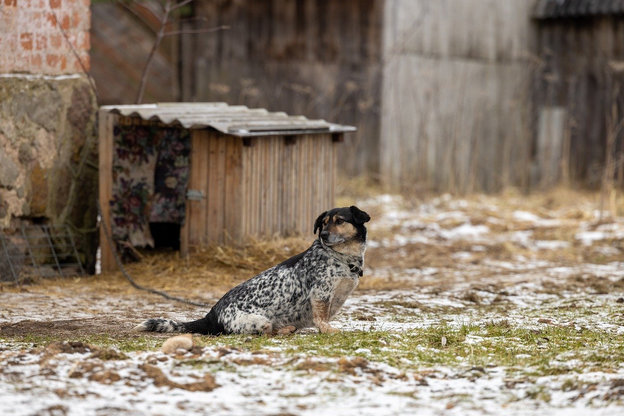 How to Help Your Adopted Pet Thrive